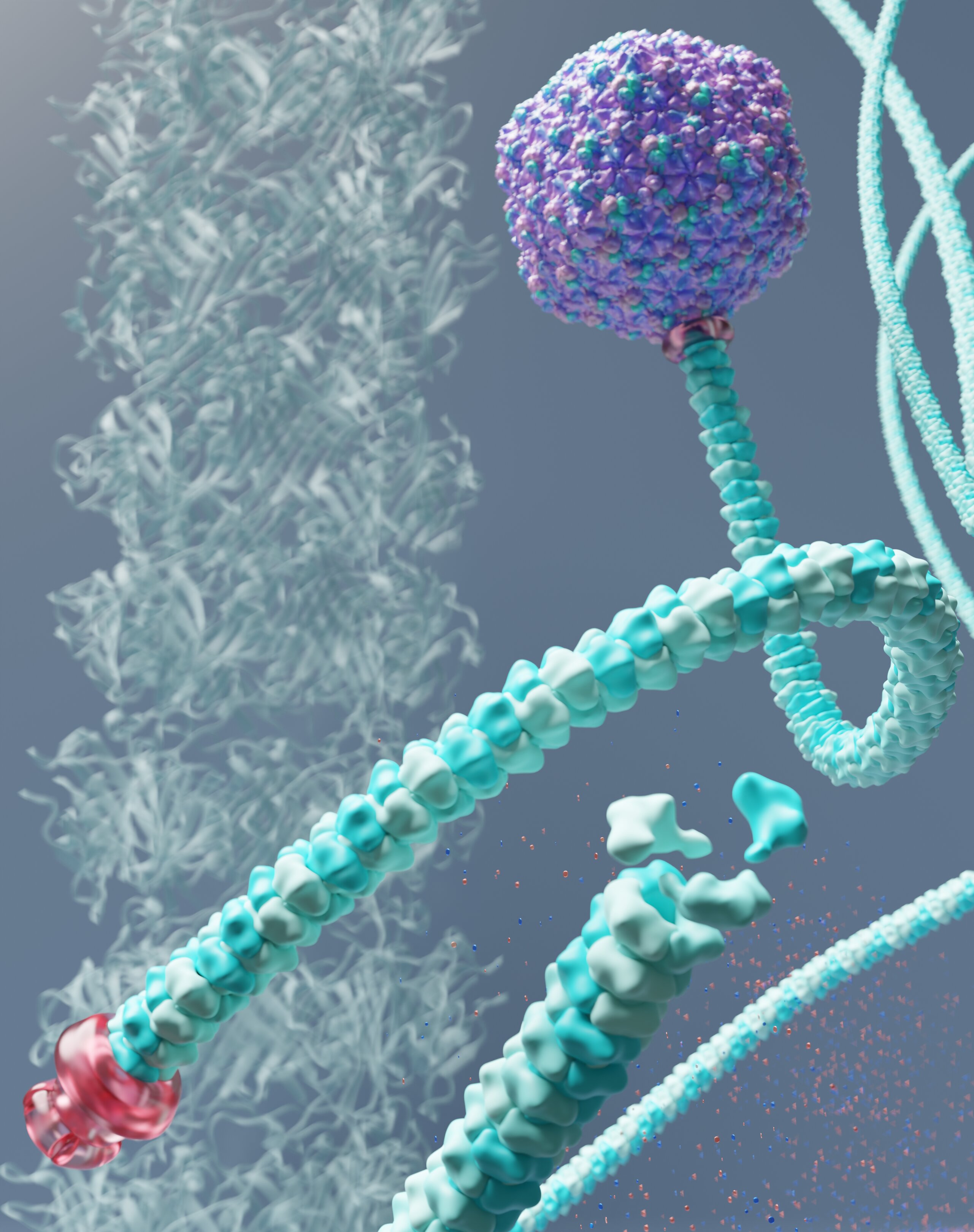 Unraveling the Mystery of the 'Rapunzel' Virus