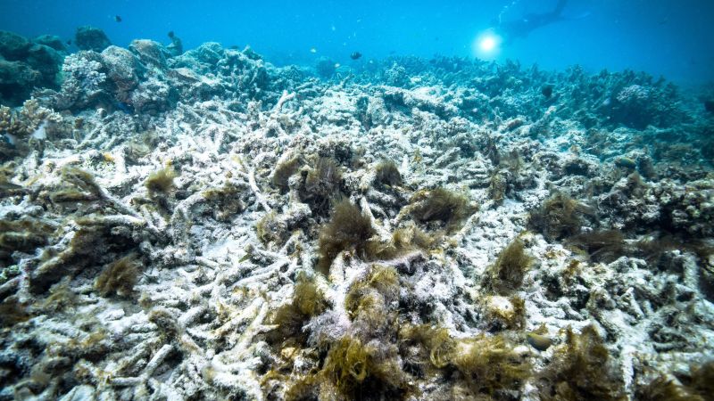 Featured image for "Southern Great Barrier Reef Suffers Extensive Coral Bleaching Amid Warmer Ocean Temperatures"