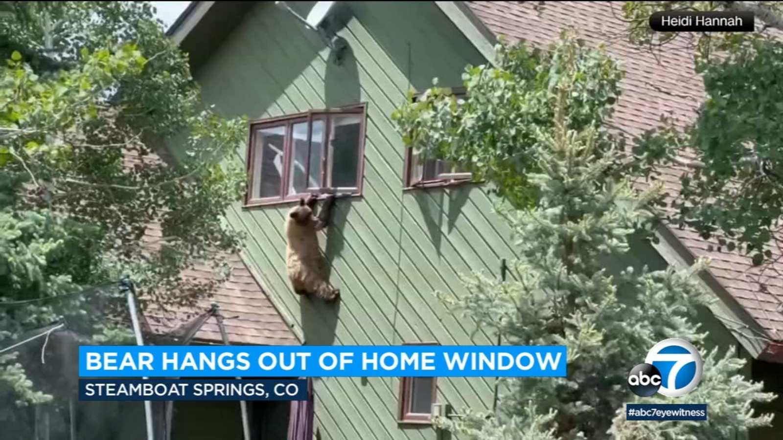 Bear Breaks into Colorado Home, Climbs Through Window, and Eats Pork Chops