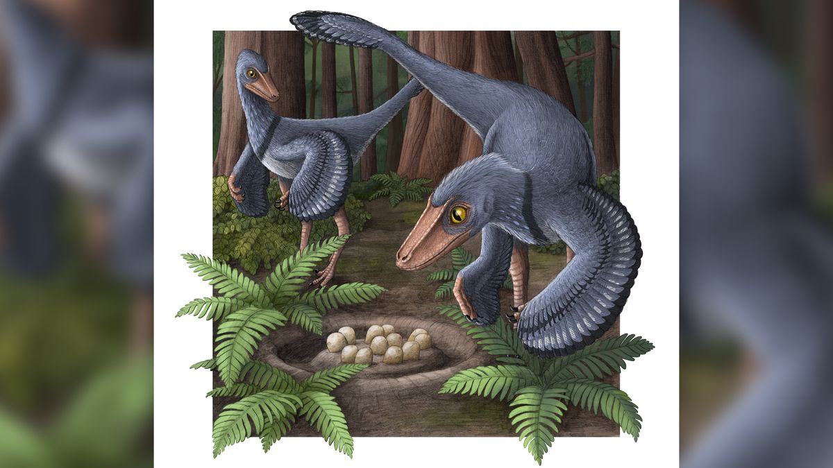 Featured image for Ancient bird-like dinosaurs nested communally, study shows.