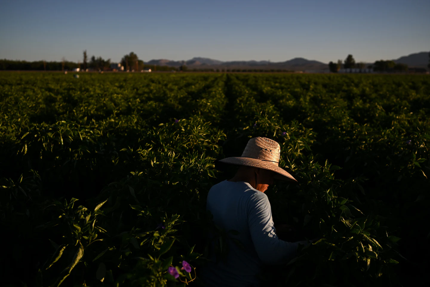 Featured image for Industry Leaders Urge White House to Halt Immigration Raids Amid Policy Reversals