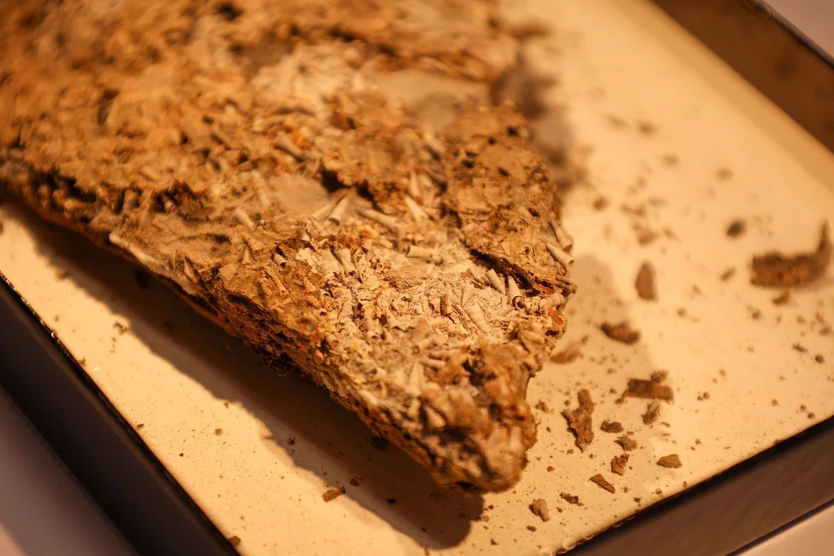 Featured image for 540-Million-Year-Old Fossil Challenges Evolutionary Timeline