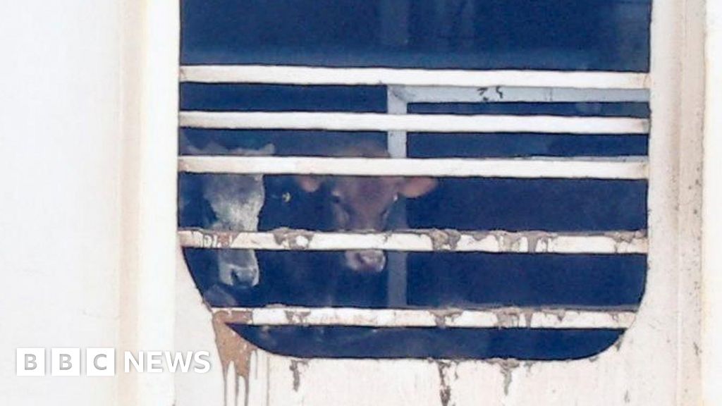 Featured image for "Controversial Cattle Ship Departs Cape Town for Iraq Amid Stench Blame"