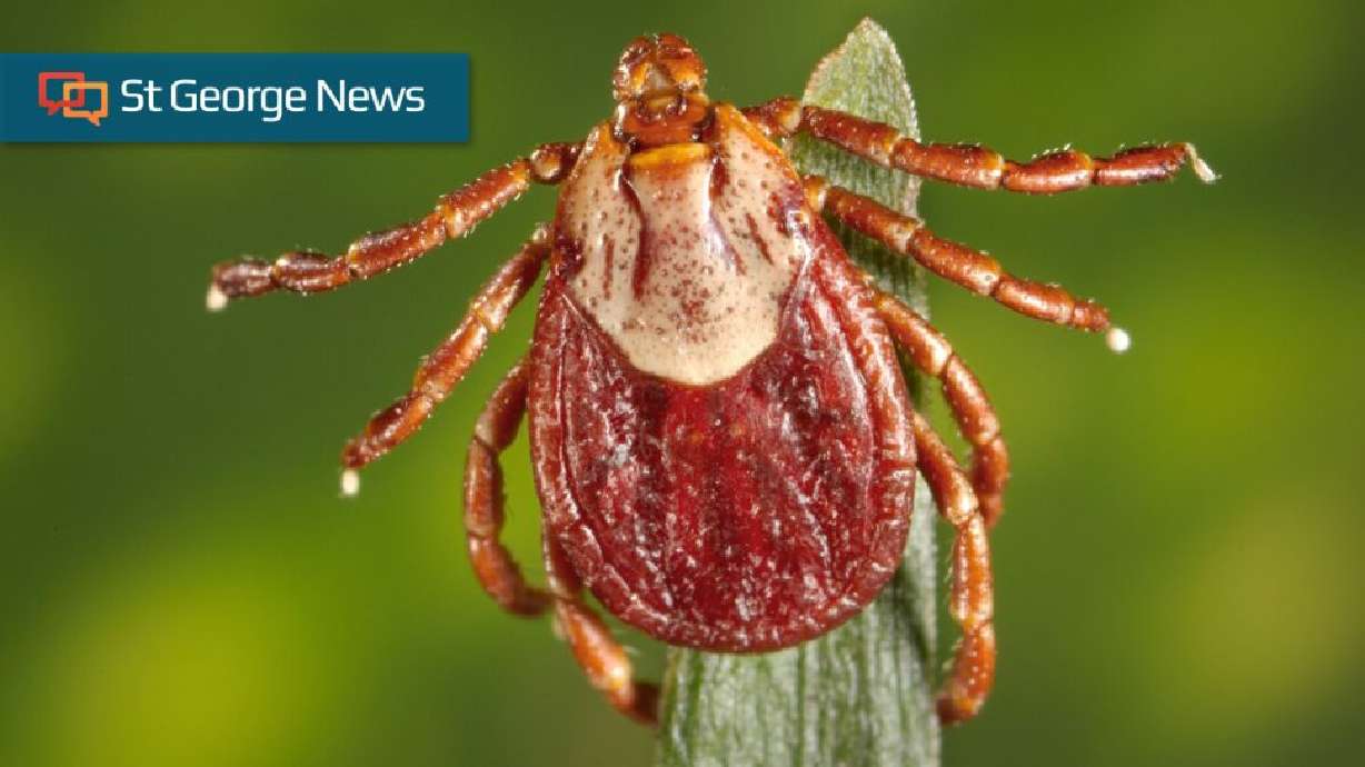 "Uncovering the Benefits of Ticks and Tips to Avoid Their Bites in Southern Utah"