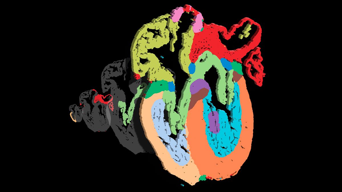 Featured image for "Unveiling the Diversity of Developing Human Heart Cells"