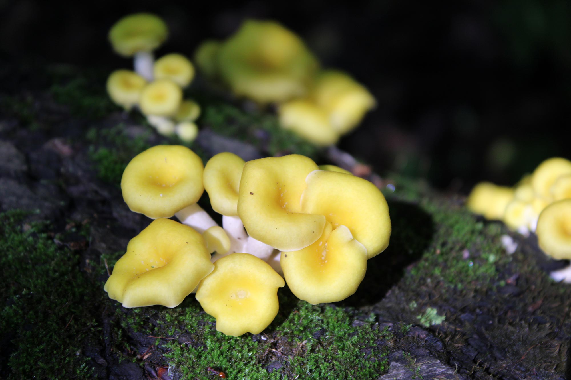 Featured image for Scientists Alarmed by Rapid Southward Spread of Mushroom