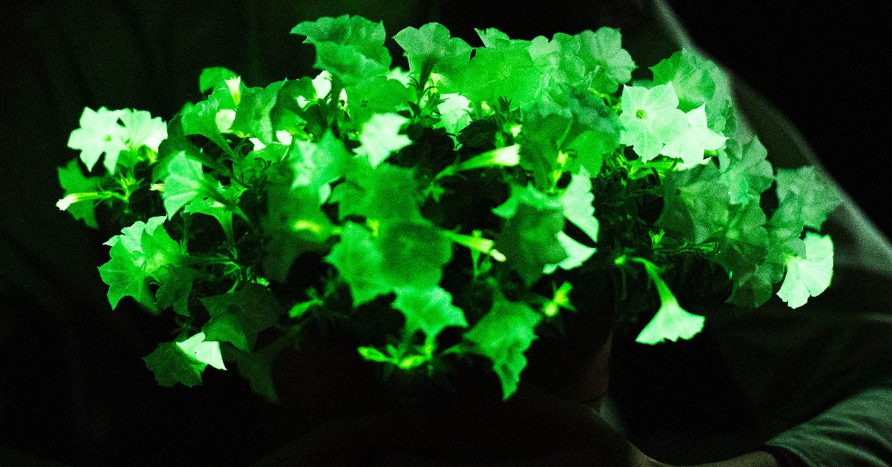 Featured image for "Shining a Light on the Rise of Glow-in-the-Dark Houseplants"