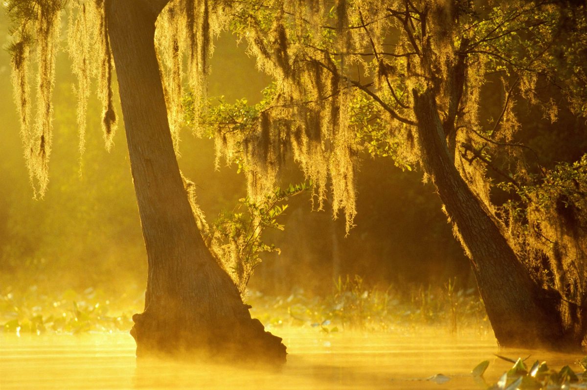 Featured image for Dangerous Threats Lurking in Georgia's Southeast Swamps