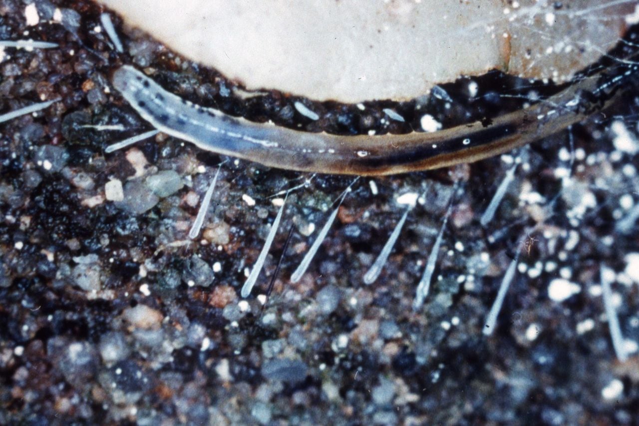 "Alabama's Spectacular Natural Light Show: Glowing Fly Larvae Illuminate the Night"