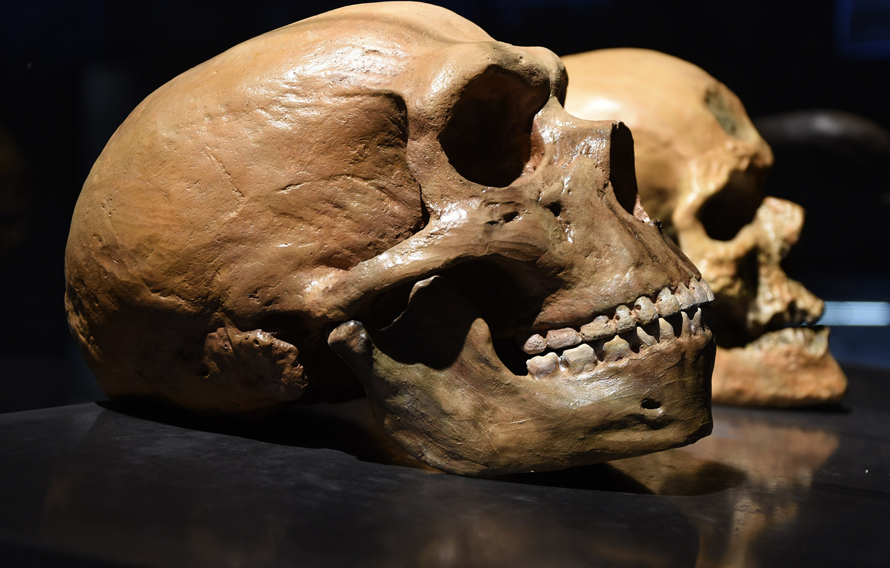 Featured image for Unprecedented Discovery: Unearthed Ancient Human Skull Defies All Expectations