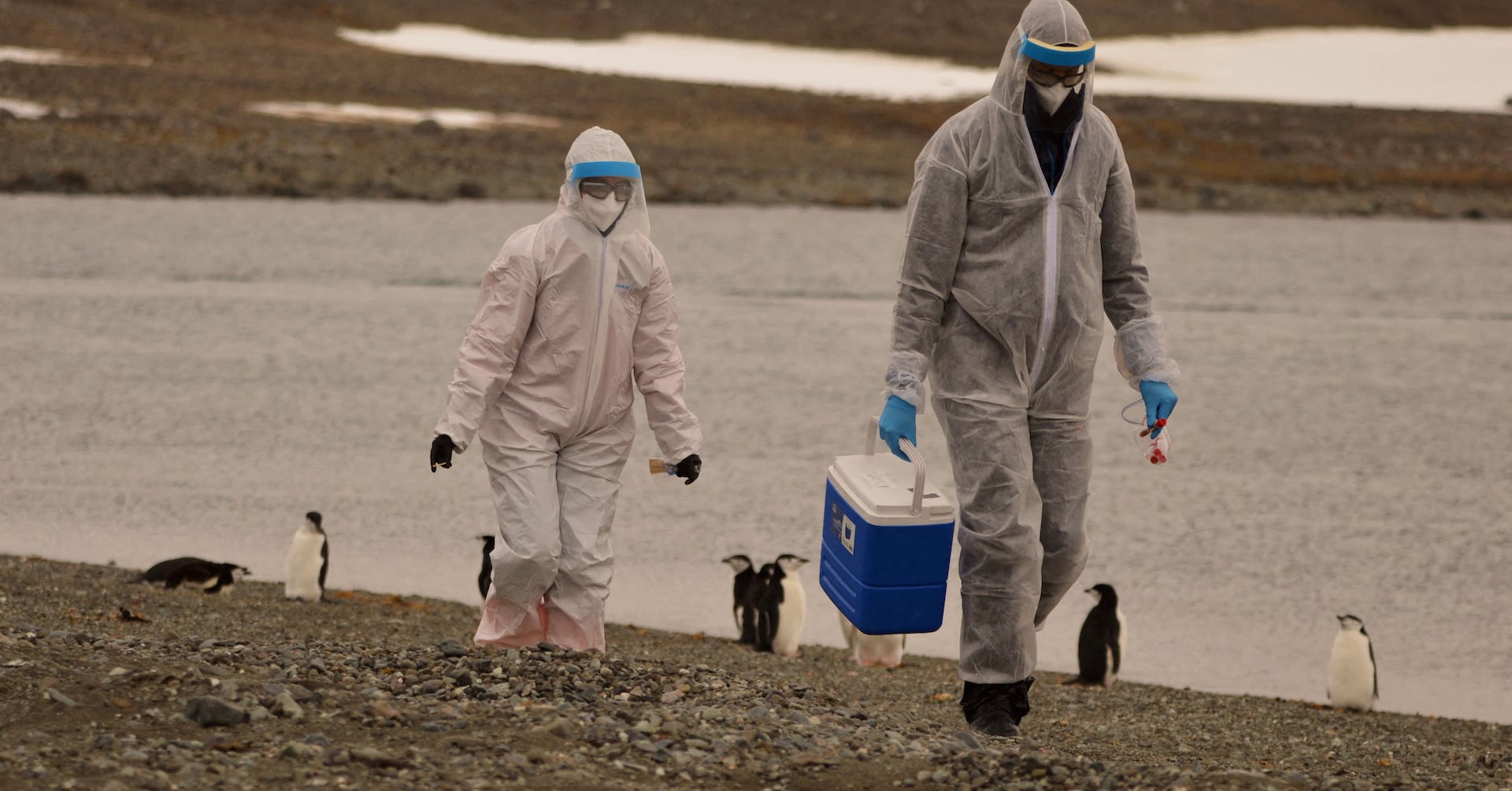 Featured image for "Massive Study: Antarctic Penguin Deaths Linked to Bird Flu Outbreak"