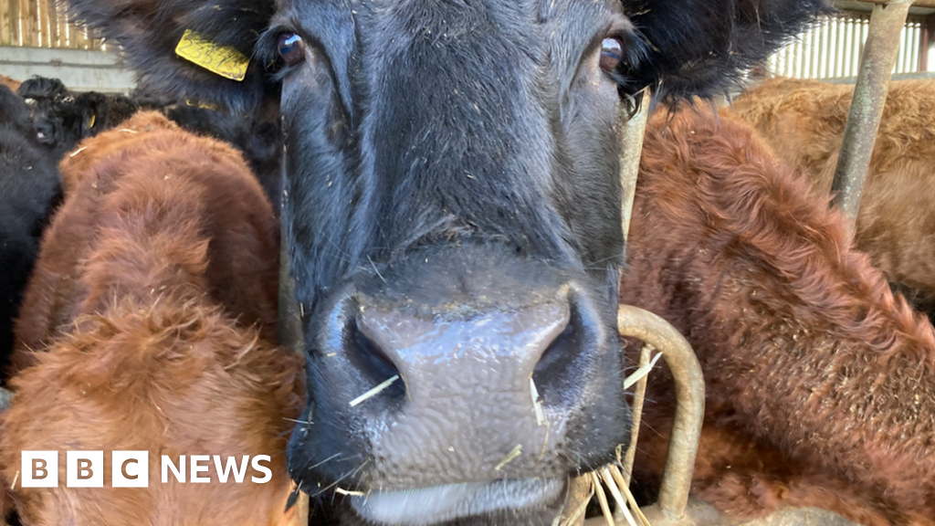 "Farmers Struggle with Stress from New Livestock Records System"