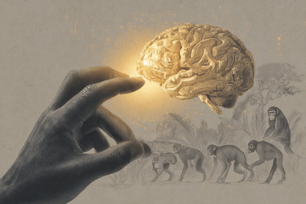 Featured image for Longer thumbs in primates linked to larger brains and enhanced cognition