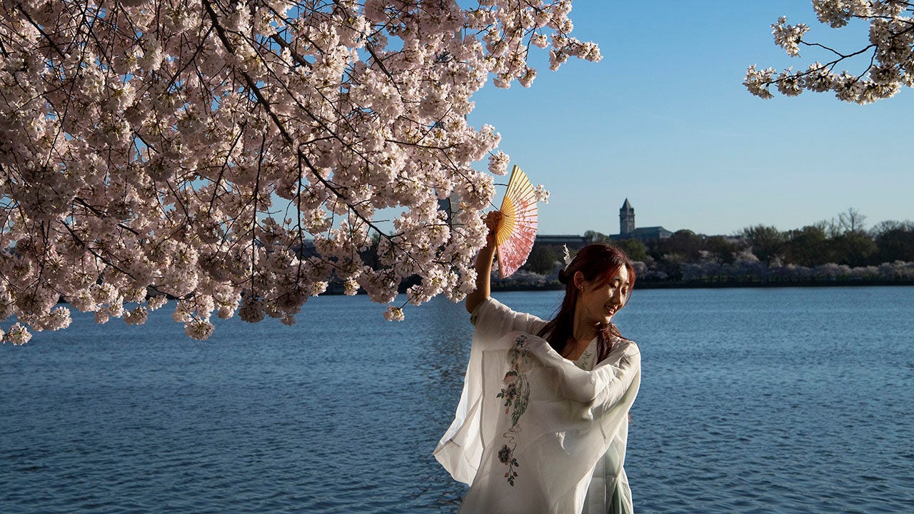 Featured image for "Washington, D.C. Receives 250 New Cherry Trees from Japan for Spring Bloom"