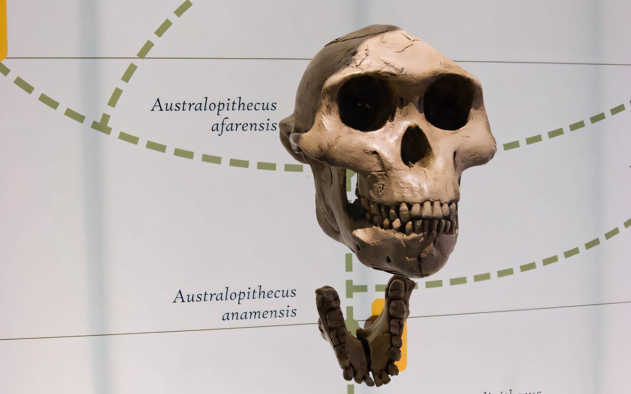 Featured image for Early humans exhibited significant sexual size dimorphism