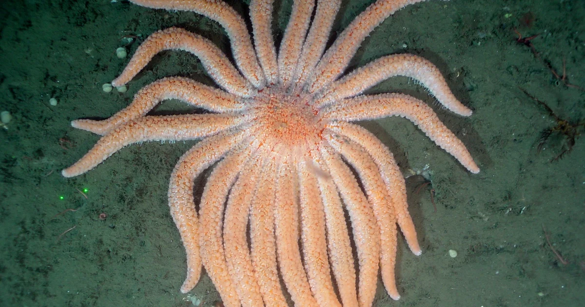 Featured image for Scientists Identify Microbe Behind Decade-Long Sea Star Wasting Epidemic