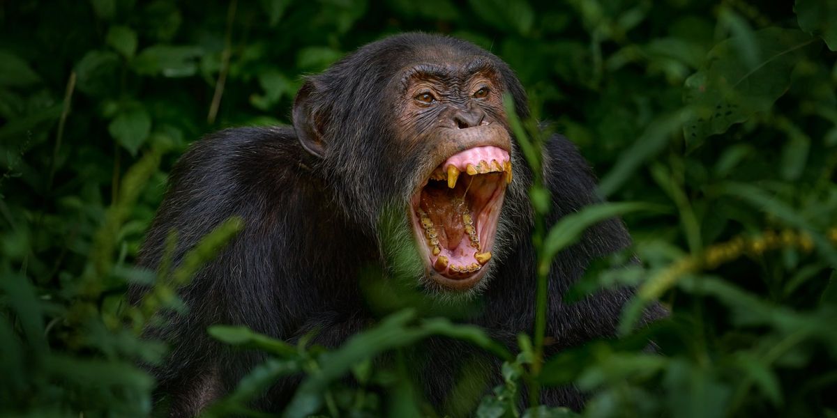 Featured image for Human brain gene spliced into monkeys in controversial study.