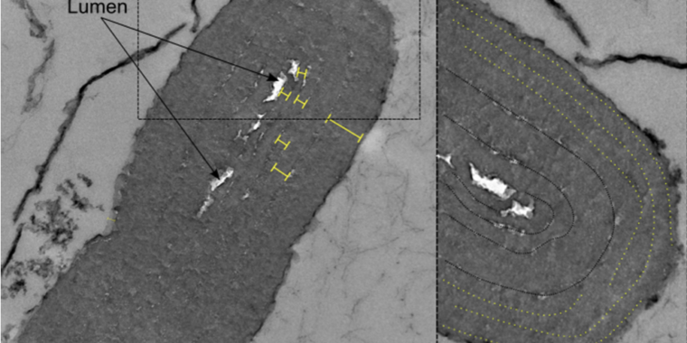 "1.75-Billion-Year-Old Fossils Shed Light on the Ancient Origins of Photosynthesis"