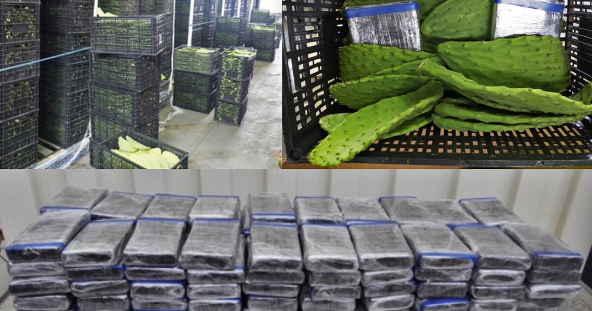 "CBP Seizes Cocaine Concealed in Prickly Pear Cactus Shipment"