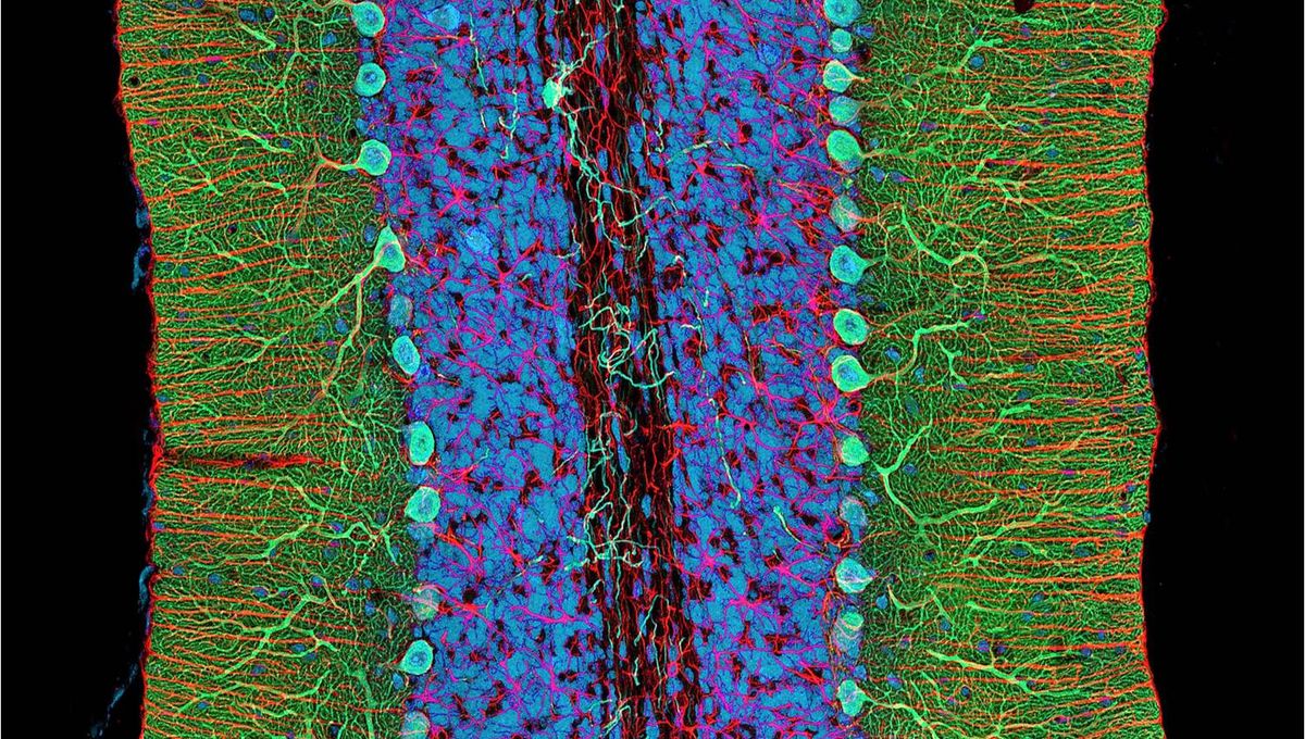 Featured image for "Breakthrough: 3D-Printed Neural Tissue Functions Like Human Brain"