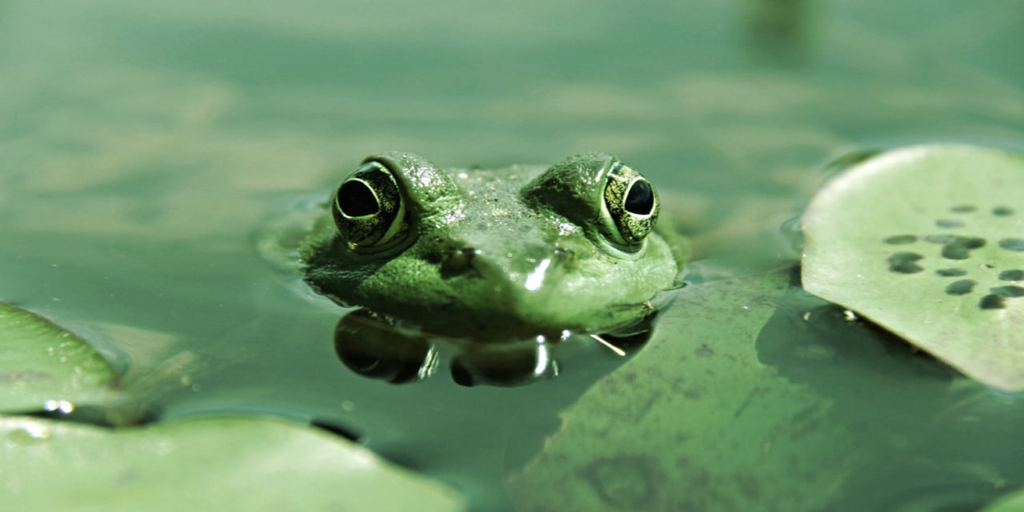 PEPE Coin Emerges as a Top Meme Cryptocurrency with Soaring Prices