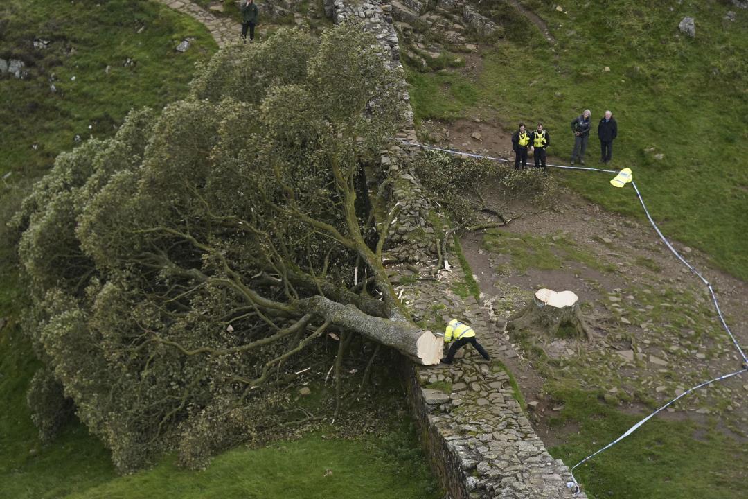 Featured image for Sycamore Gap Tree Relocated to Hidden Destination