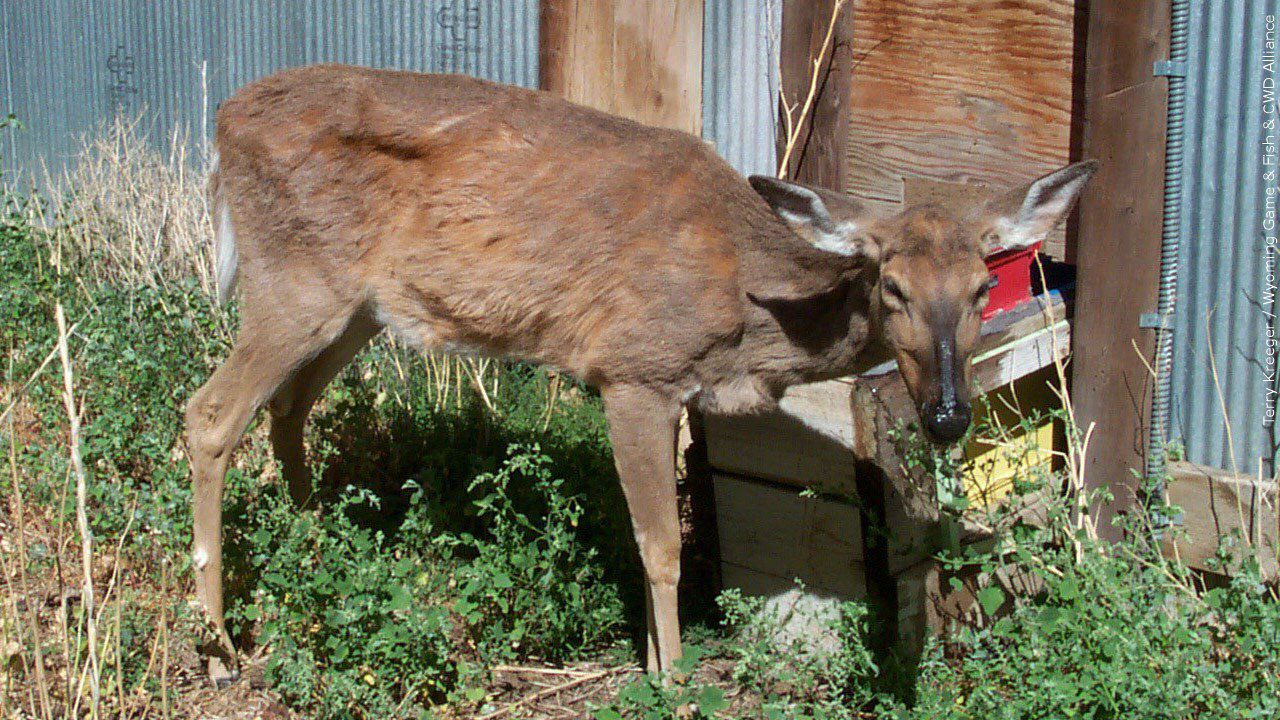 Featured image for Chronic wasting disease spreads to SE Minnesota deer population