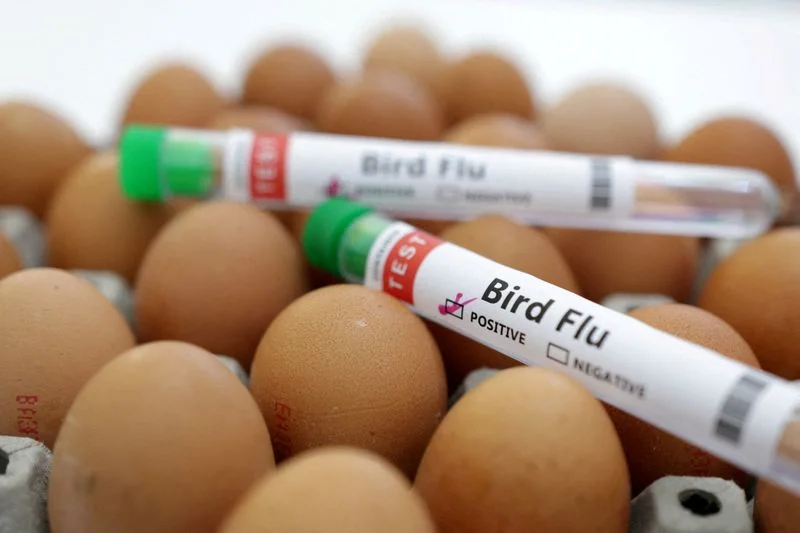 Mexico Successfully Eradicates H5N1 Bird Flu