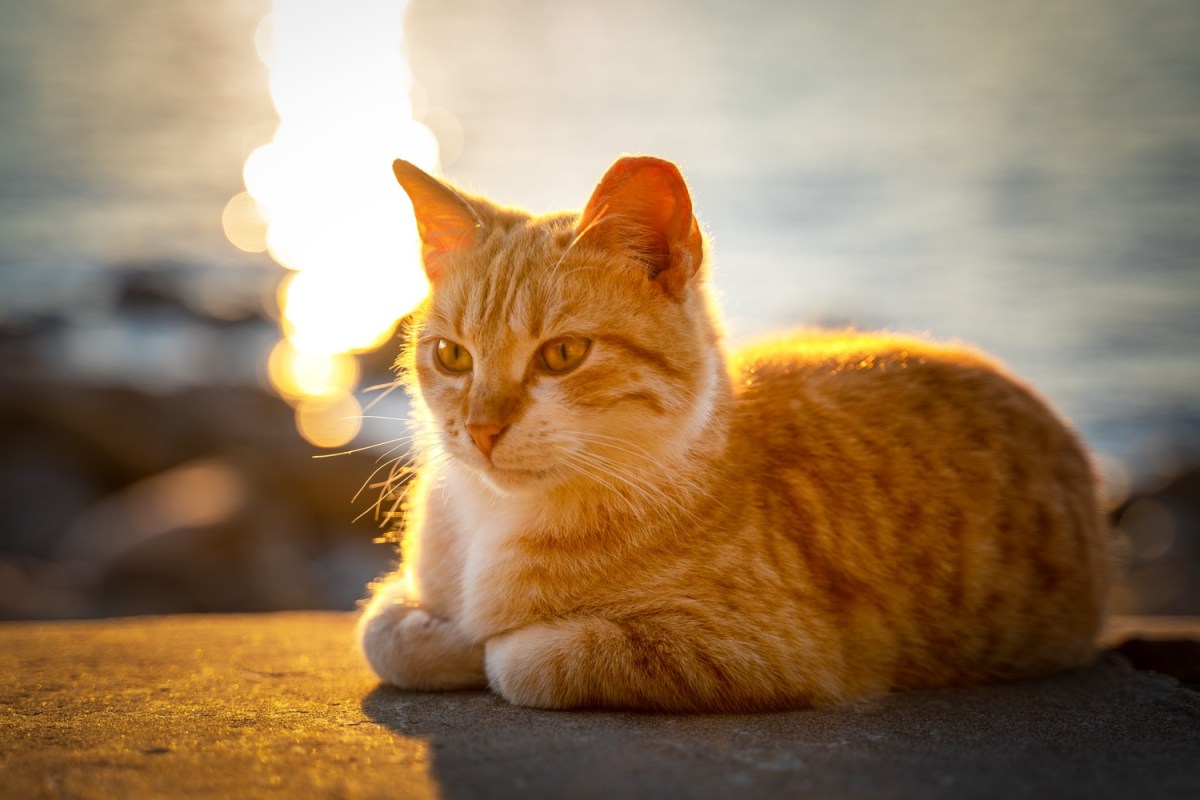 "ChatGPT Gets Feline Competition with CatGPT and New Features"