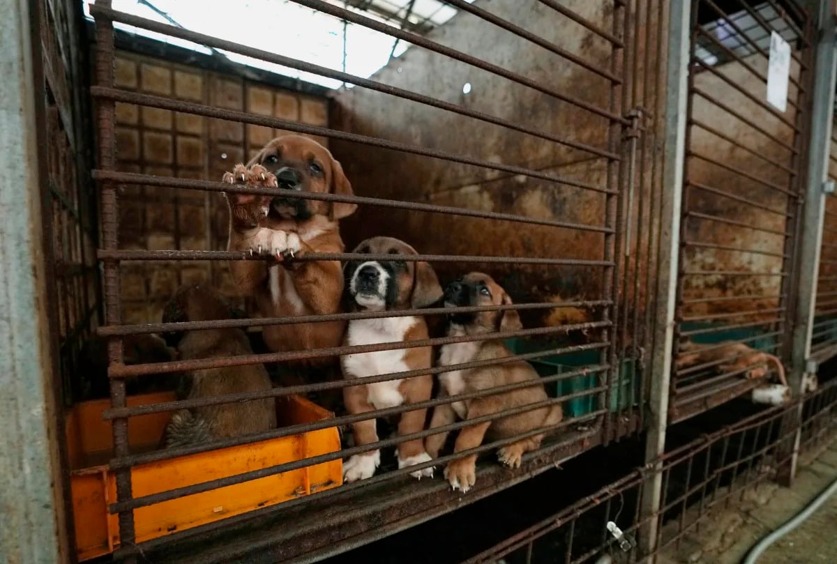 Featured image for "South Korean Dog Meat Farmers Fight Against Industry Ban"