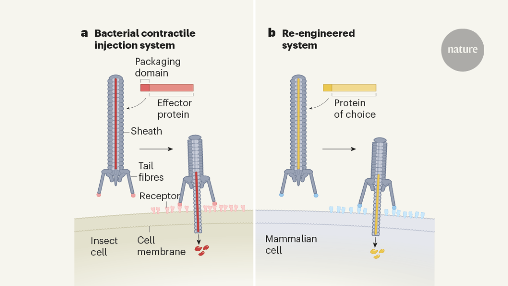Featured image for Combining Tools for Efficient Protein Injection into Cells
