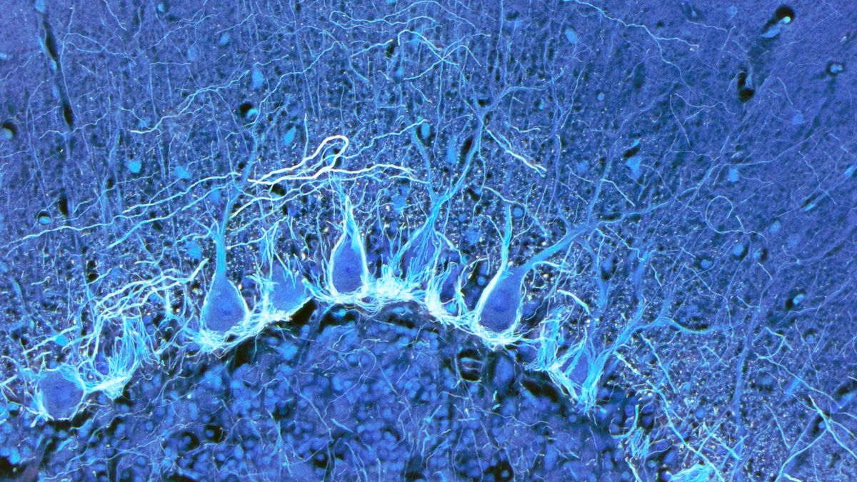 Featured image for Unveiling the Unprecedented Detail of the Human Brain: A Revolutionary Brain Cell Atlas