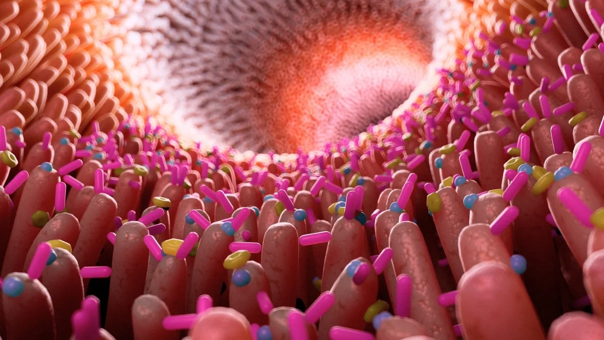 Gut inflammation linked to Alzheimer's progression, new study finds