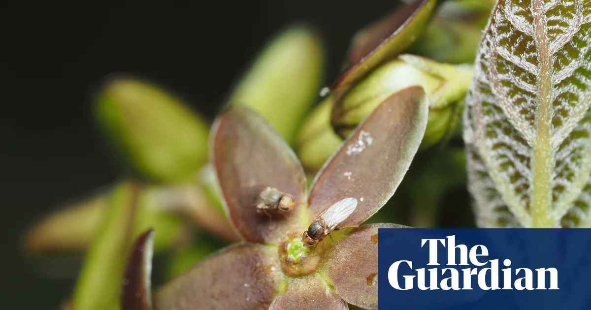 Featured image for New Plant Mimics Ants to Attract Pollinators