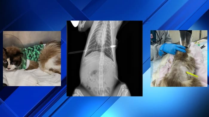 Rewards Offered for Information on Cat Shot with Arrow in Metro Detroit