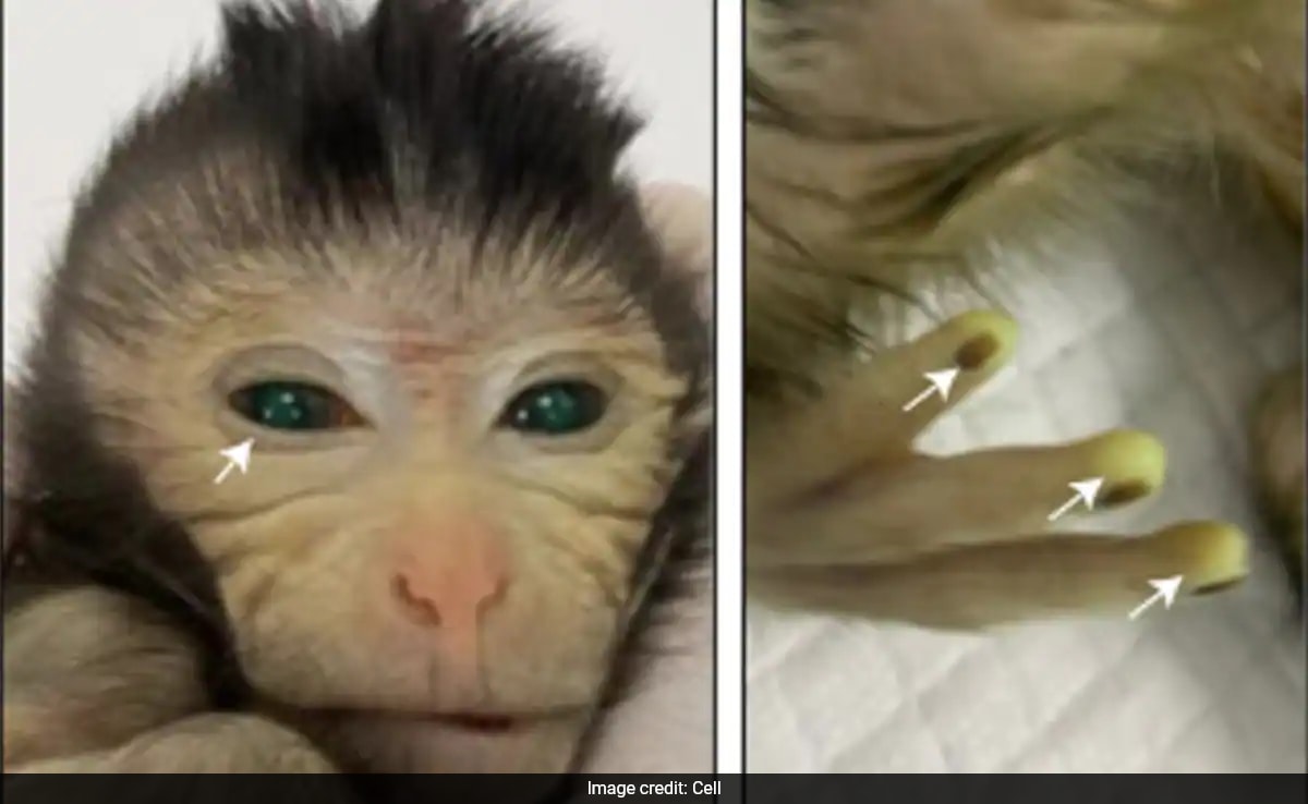 Featured image for "Breakthrough: Chinese Scientists Develop Monkey with Green Eyes and Glowing Fingertips"