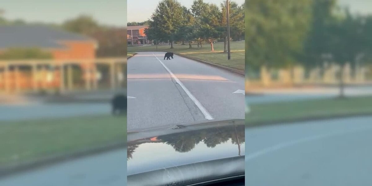 Featured image for Multiple Bear Sightings Reported in Upstate and Winchester Areas