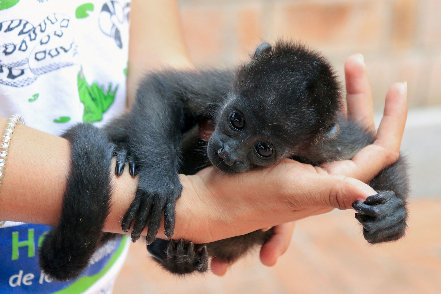 "Deadly Heatwave in Mexico Causes Howler Monkeys to Fall from Trees"
