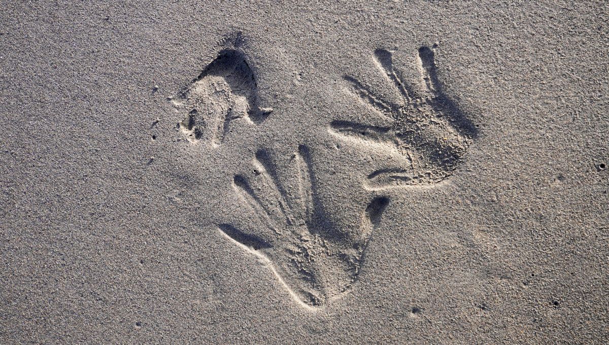 Featured image for Research Suggests Humans May Have a Remote Touch 'Seventh Sense'