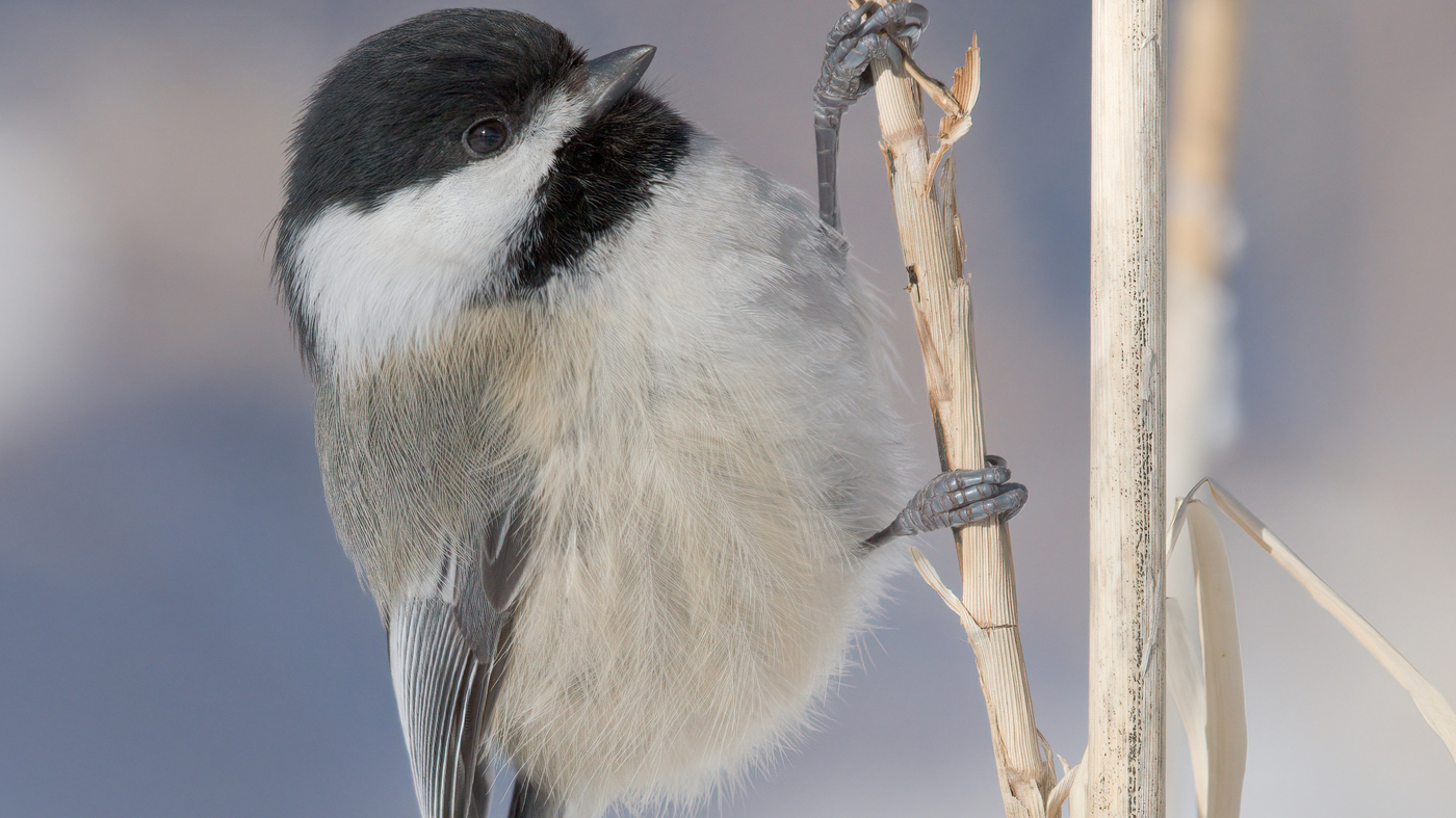 Featured image for "Chickadee Memory Mastery: Unveiling the Secrets of Food Source Recall"