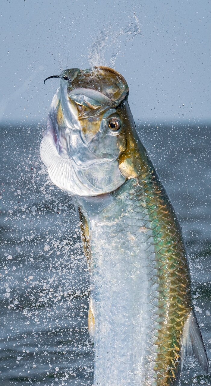 Featured image for Unveiling the Epic Journey of the 'Silver King': Unprecedented Insights into Tarpon Migration