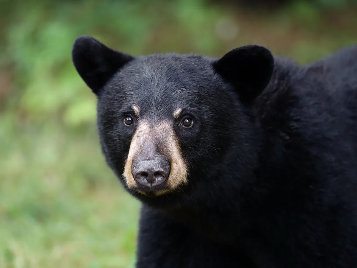 Bear breaks into car and drinks 69 cans of soda, avoids diet option.