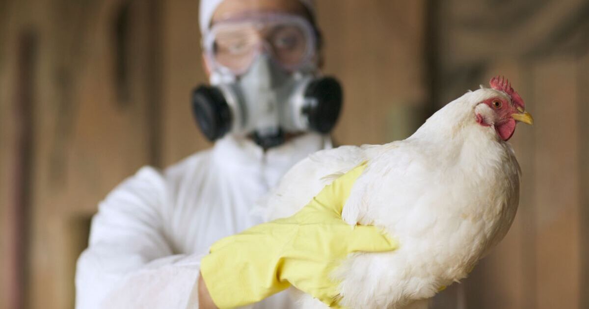 Featured image for "Deadly Outbreak: Student Dies from H9 Avian Flu Strain in UK and US"