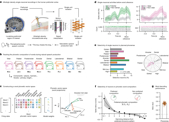 Featured image for "Unveiling the Neural Basis of Human Speech Production"