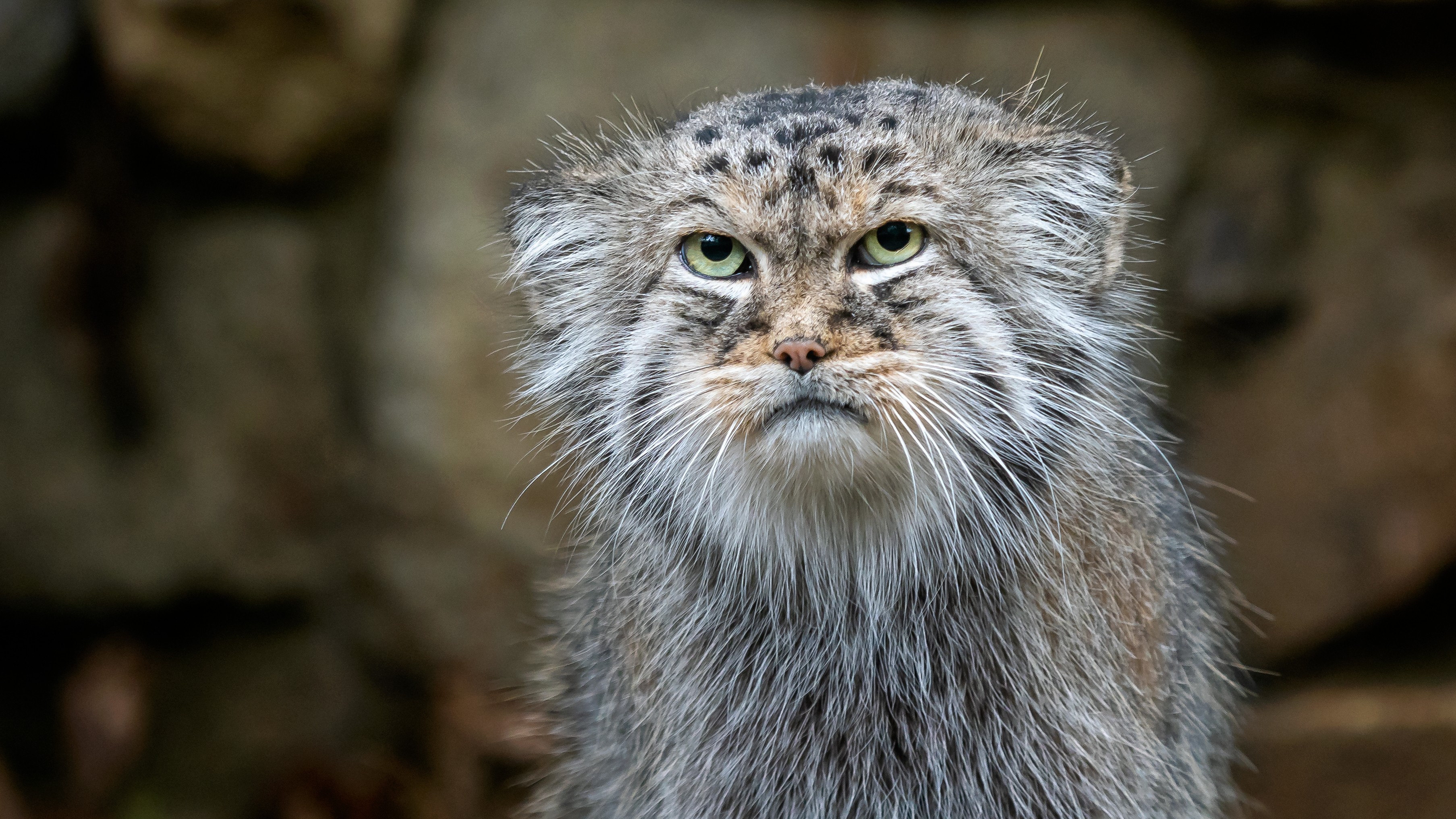 Featured image for Pallas's Cat: An Ancient Feline with a Bushy Tail for Warmth