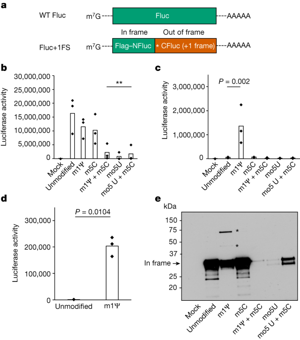 Featured image for "Methylpseudouridylation: Unraveling the Mystery of Ribosomal Frameshifting"