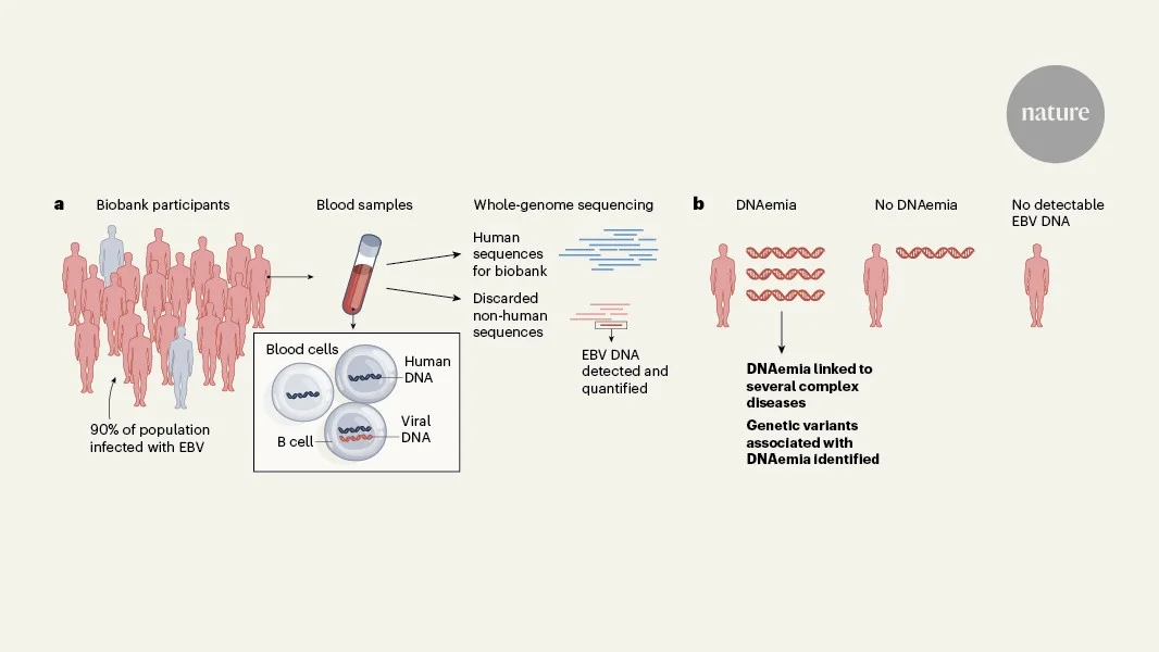 Biobank DNA leftovers unlock secrets of Epstein–Barr virus