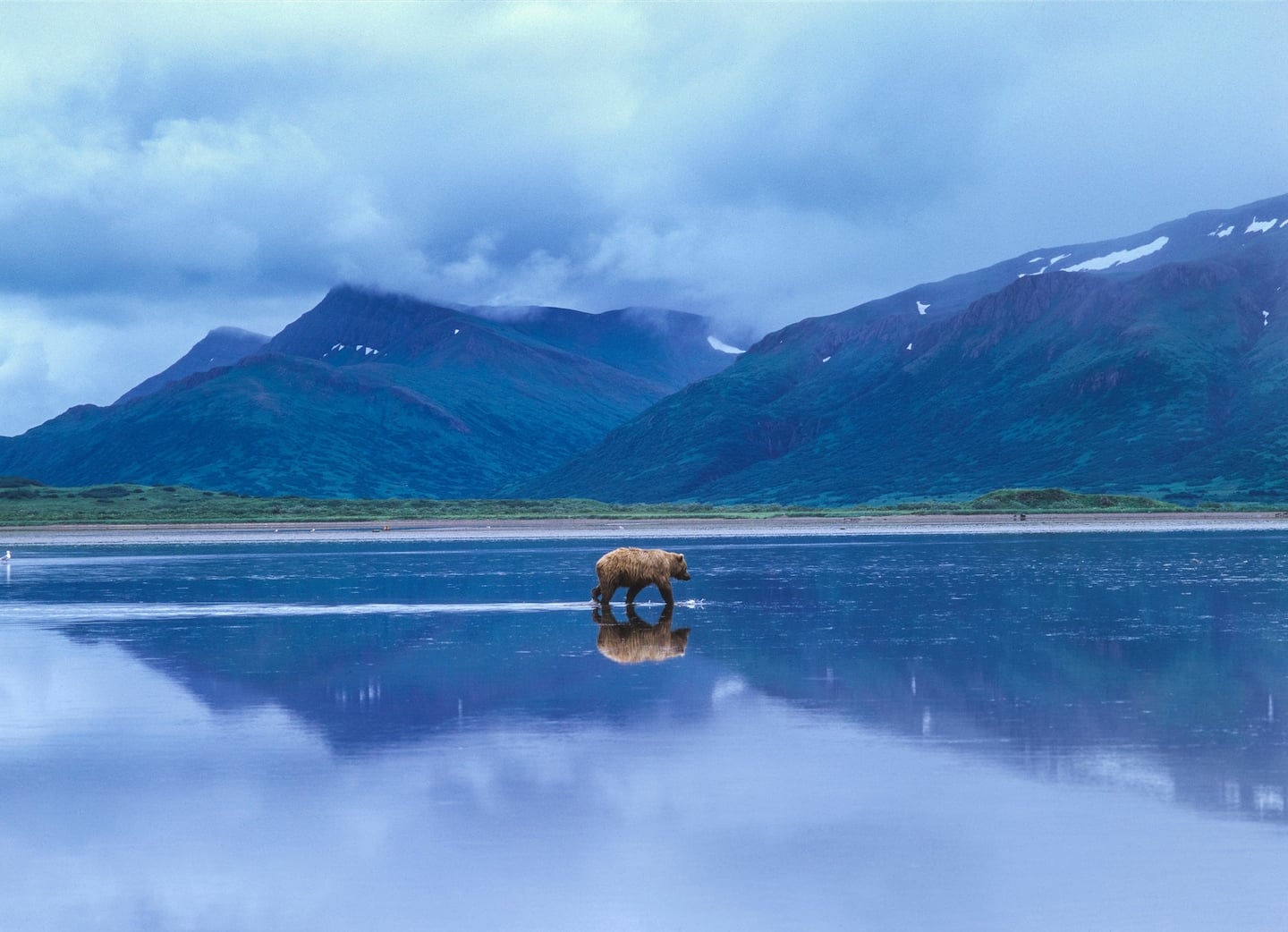 Featured image for Alaska's Izembek Wildlife Refuge: Biden Administration's Latest Move.