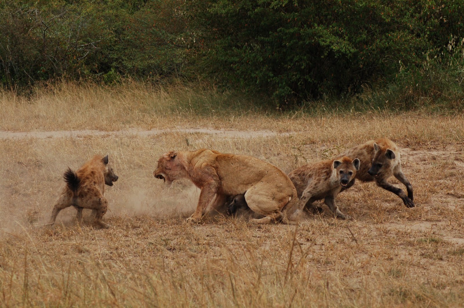 Featured image for The Social Dynamics of 'Friendly' Hyenas: Mob Formation and Lion Confrontation