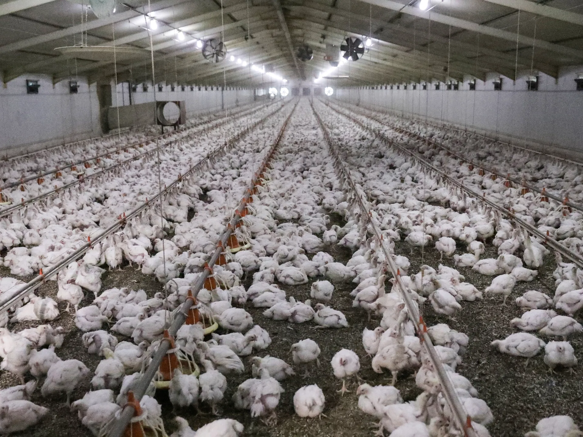 Namibia Suspends Poultry Imports from South Africa Amid Bird Flu Outbreak